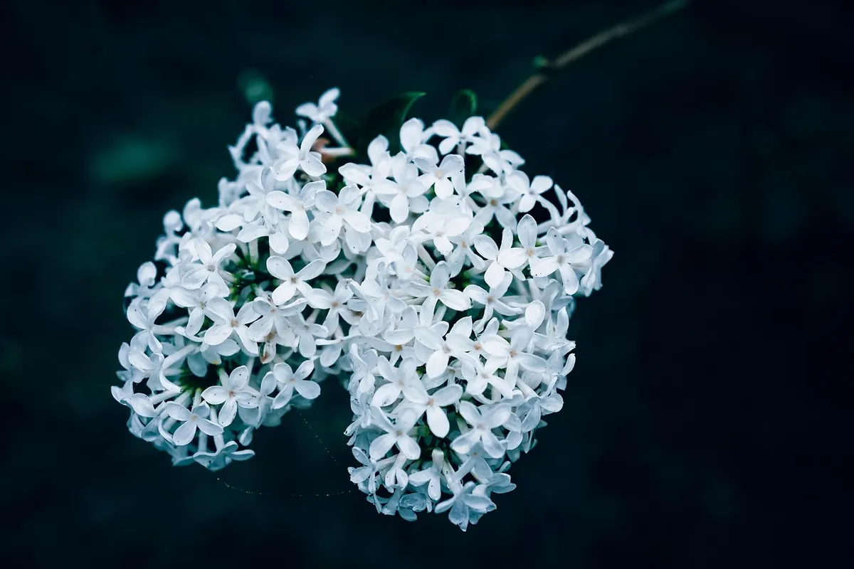 7 Common Lilac Growing Mistakes UK Gardeners Make and How to Fix Them